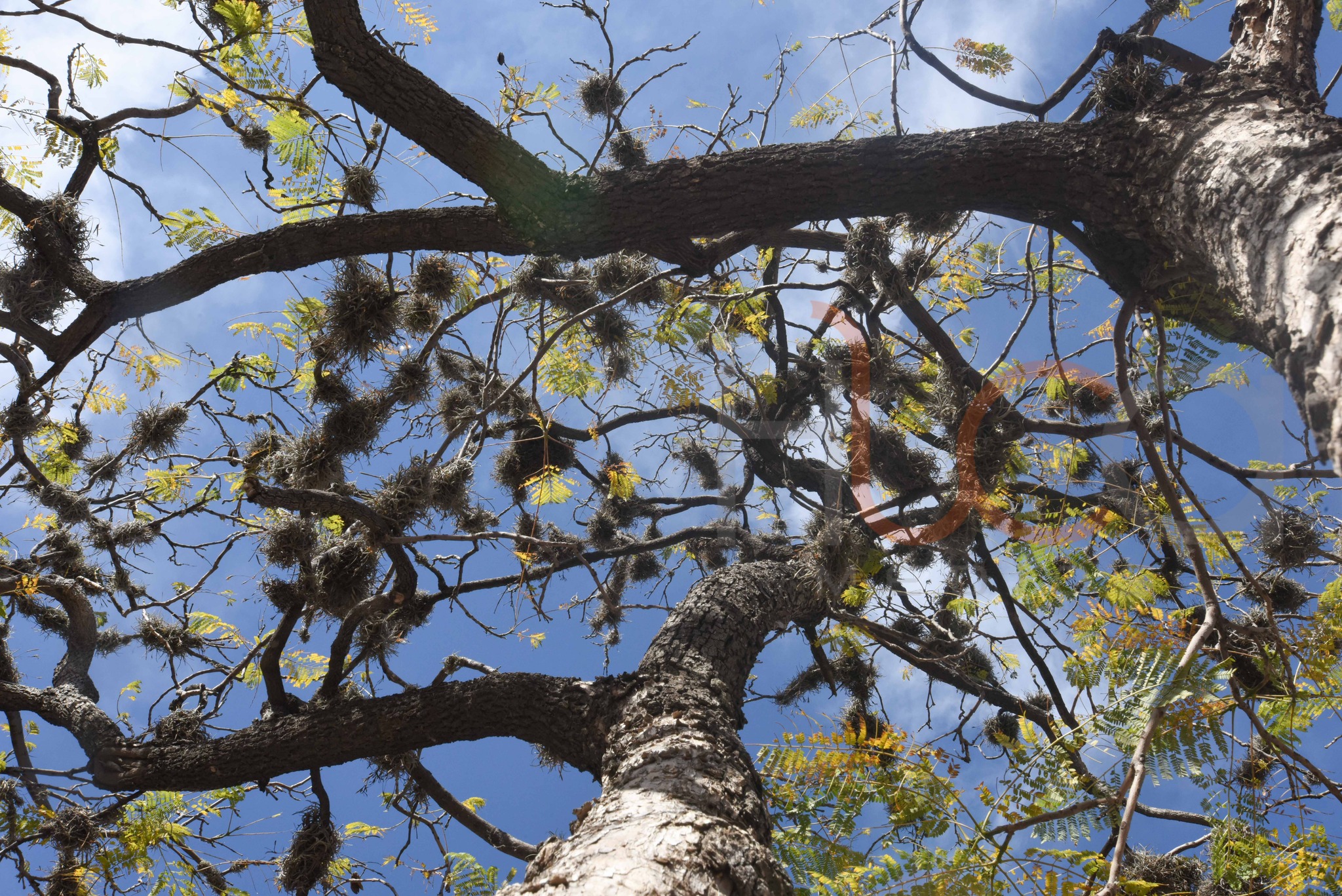 Encabeza Miguel Martínez entrega de herramientas para combatir plaga de Tillandsia Recurvata (Paxtle, heno motita)