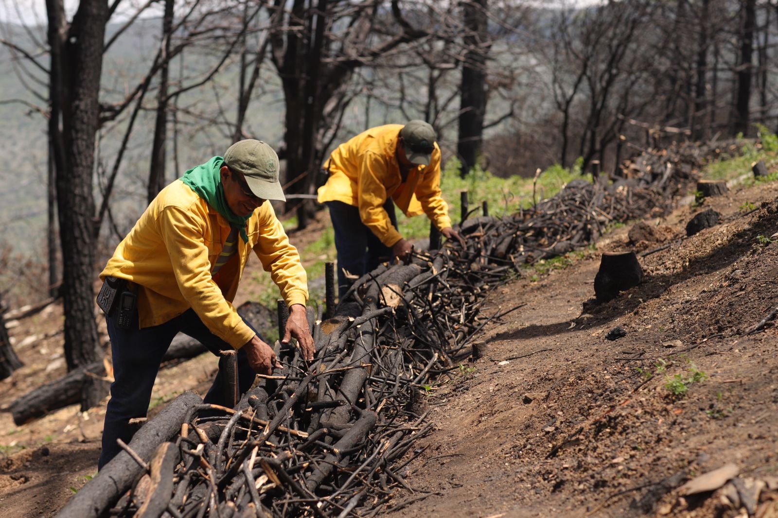 Promueve SEDEA reforestación y restauración de suelos en Cadereyta