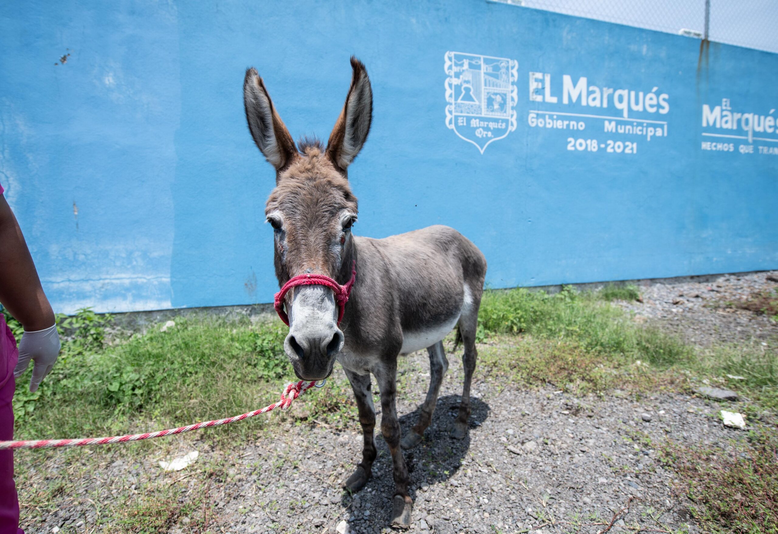 El Marqués atiende caso de crueldad animal en grandes especies