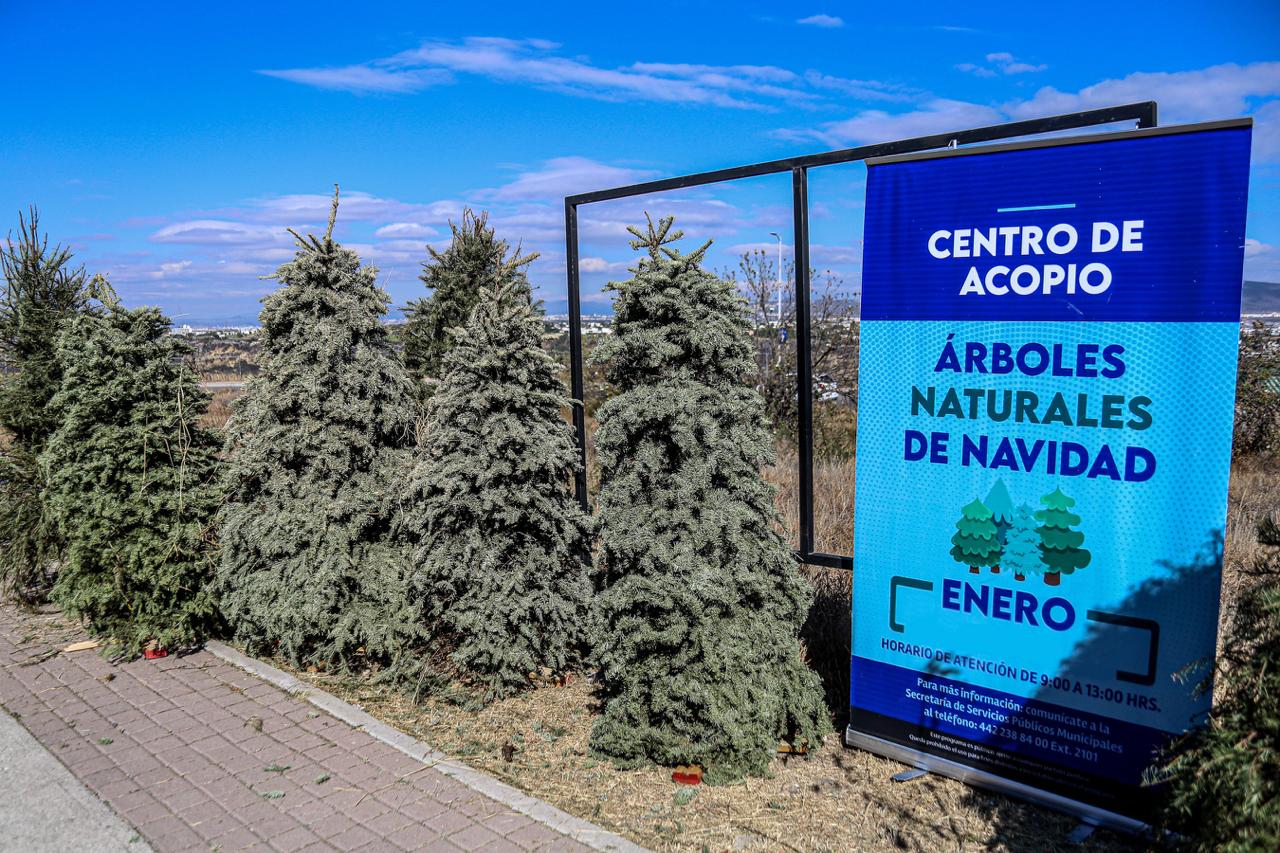 El Marqués arrancará campaña de recolección de Árboles de Navidad 2026