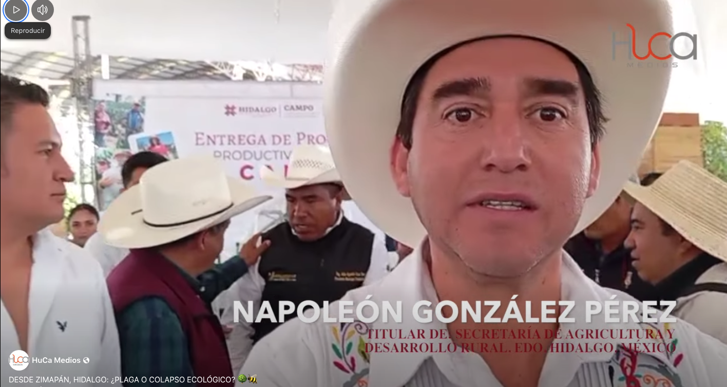 ​DESDE ZIMAPÁN, HIDALGO: ¿PLAGA O COLAPSO ECOLÓGICO? 🌳🐝​Lo que nadie te dice del «Heno» y el «Muérdago»