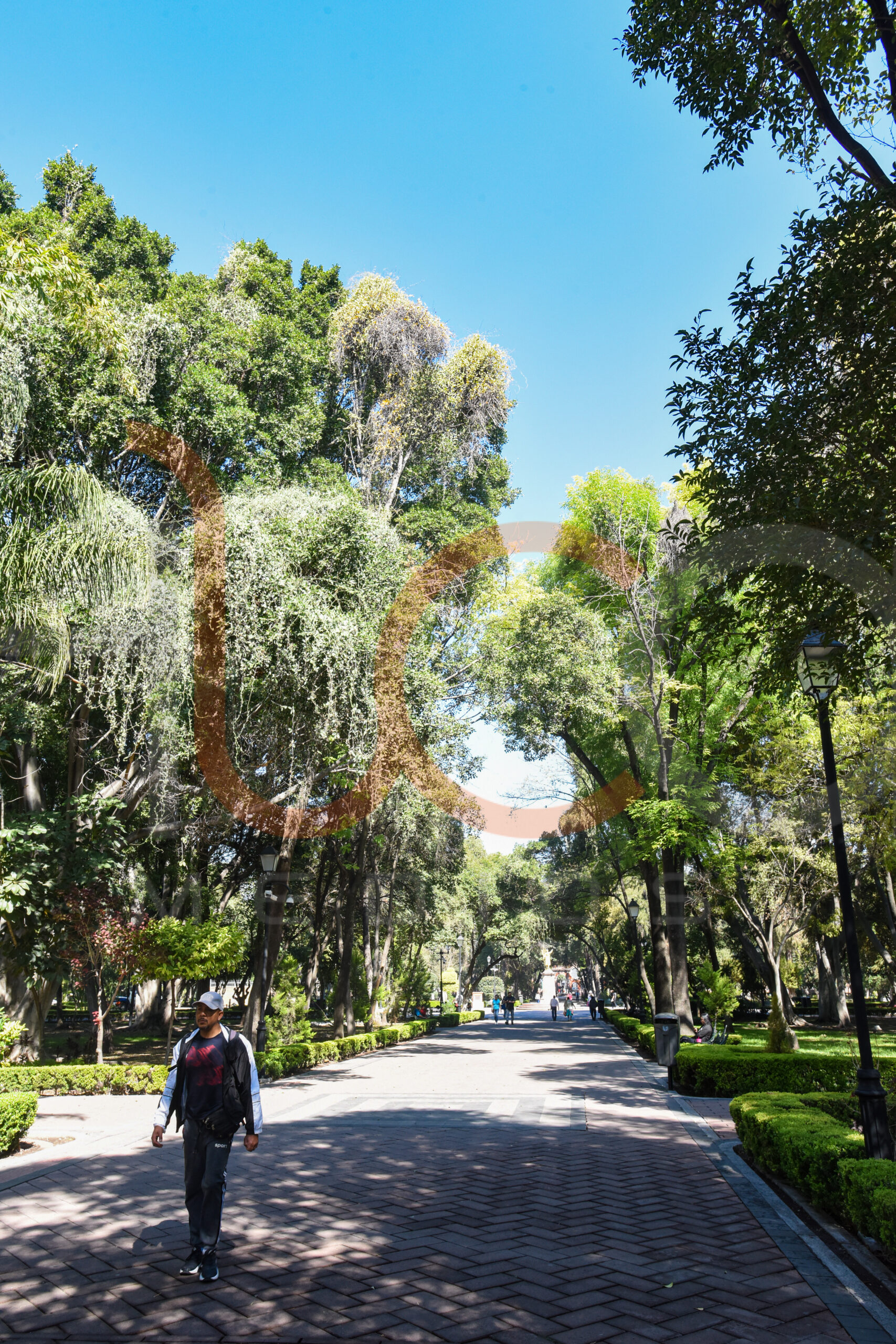 Día Internacional de la Fotografía: Dos Ciudades, Dos Plagas y la Misma Negligencia